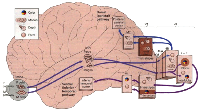 cervello-occhio-umano
