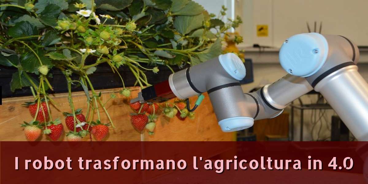 robot raccolta frutta